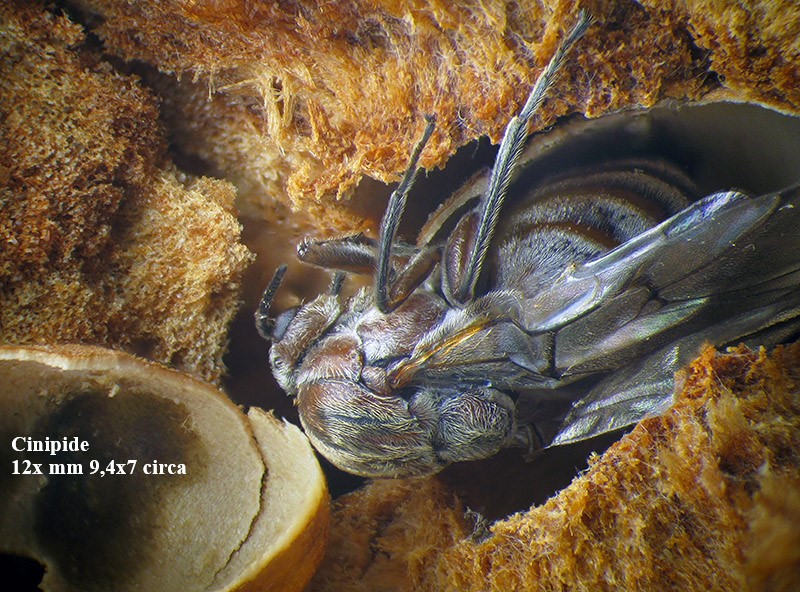 Cynipidae: Andricus quercustozae con parassitoide